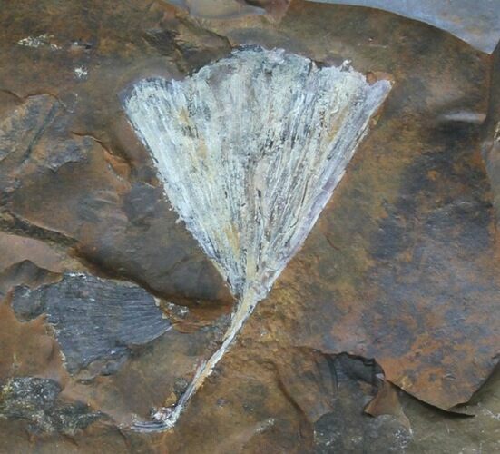 Fossil Ginkgo Leaf From North Dakota #39009